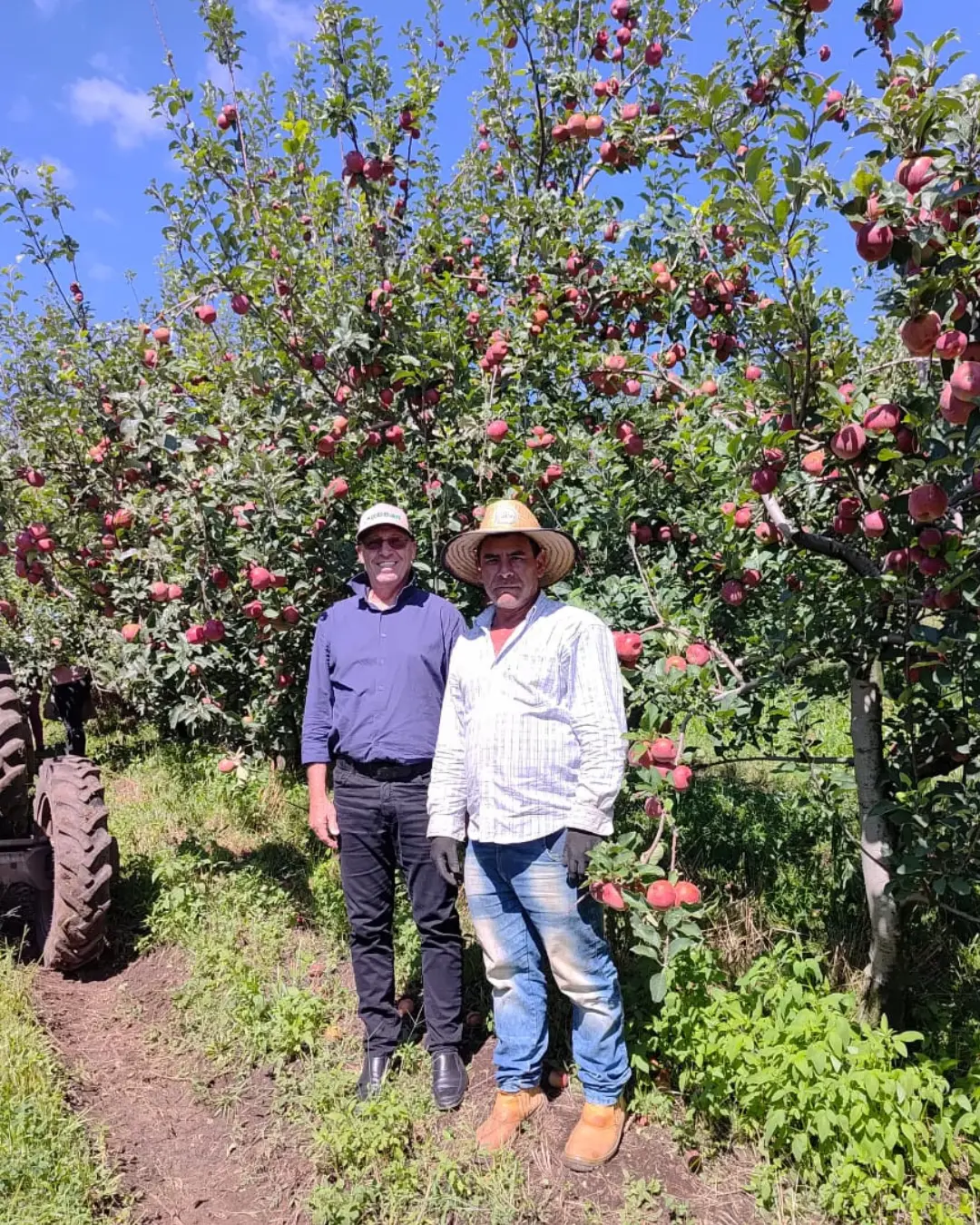 Palmas fortalece produção de maçã com ações de controle de pragas e incentivo ao cultivo
