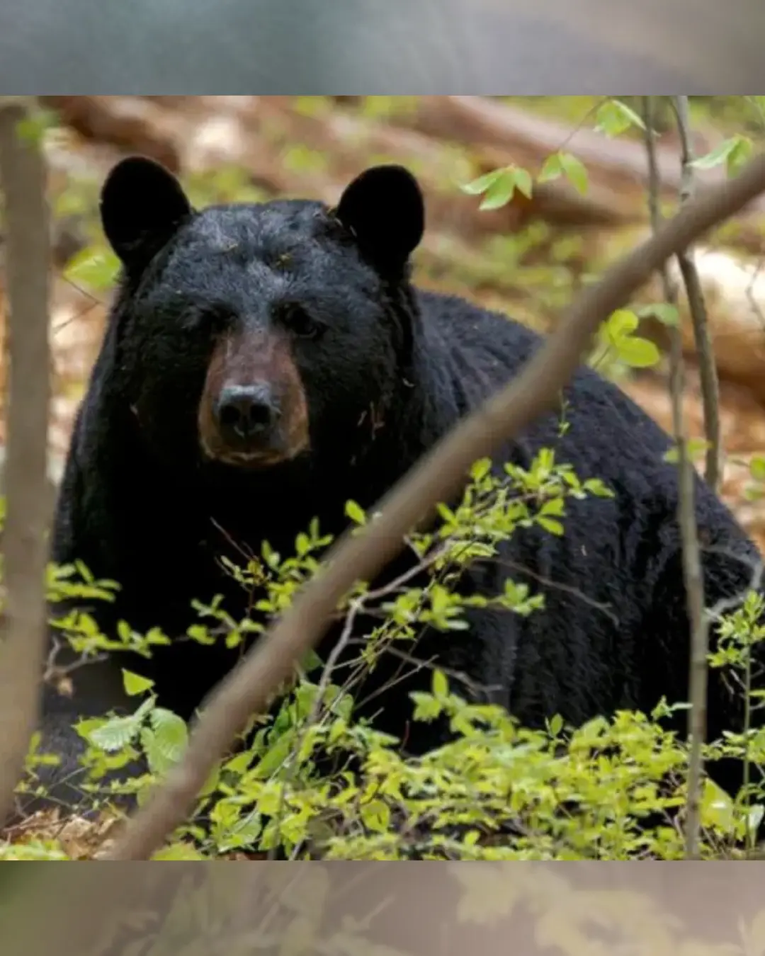 Ataque de urso preto mata idoso de 89 anos e cachorro na Flórida em caso inédito