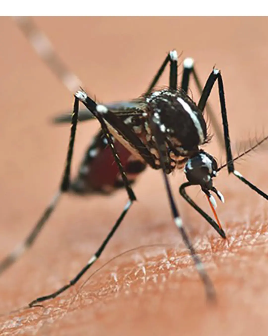 Paraná amplia vacinação contra a dengue para 320 municípios com nova remessa de doses