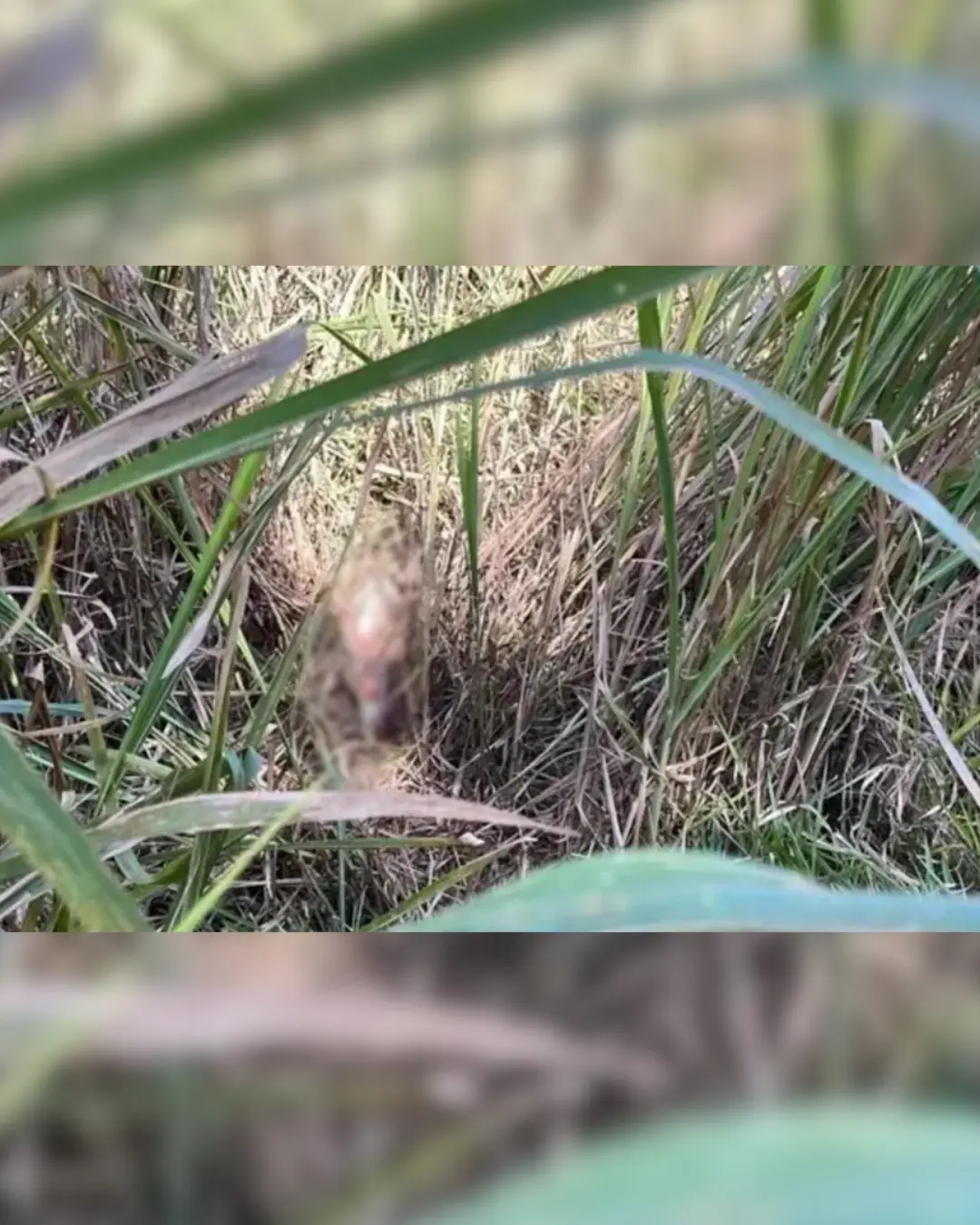 Corpo de mulher em decomposição é encontrado em barranco por motociclista em Londrina Corpo de mulher em decomposição é encontrado em barranco por motociclista em Londrina