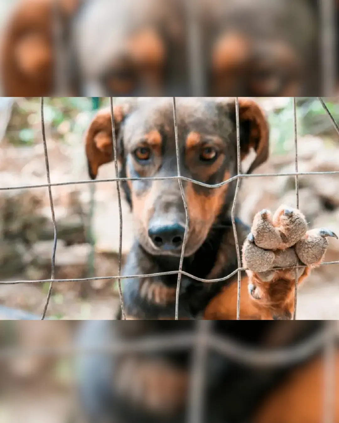 Mulher é acusada de manter 17 cães acorrentados e sem cuidados em Curitiba Mulher é acusada de manter 17 cães acorrentados e sem cuidados em Curitiba
