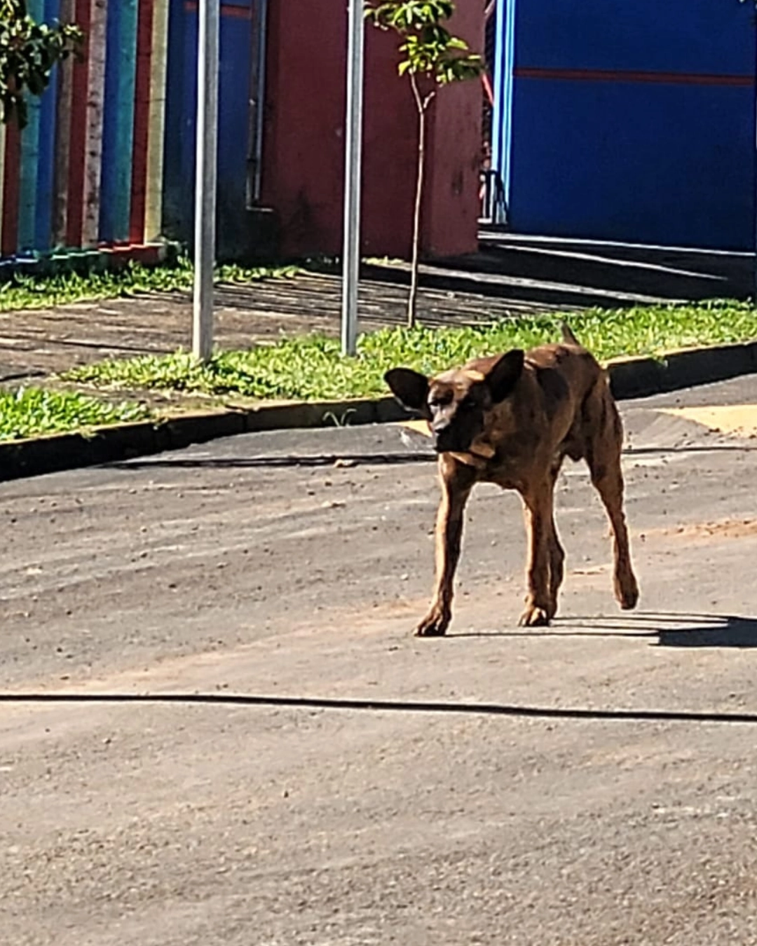 Imagem de destaque - Cel Domingos Soares lança edital para castração de cães de ruas